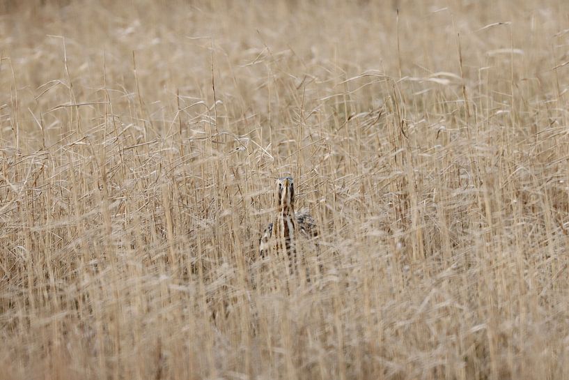 Rohrdommel in Körperhaltung im Schilfgürtel von De_Taal_Fotograaf