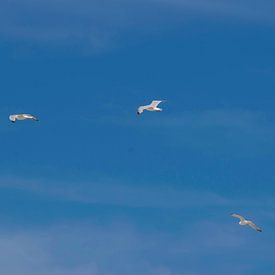 Seagulls von Remco Mange