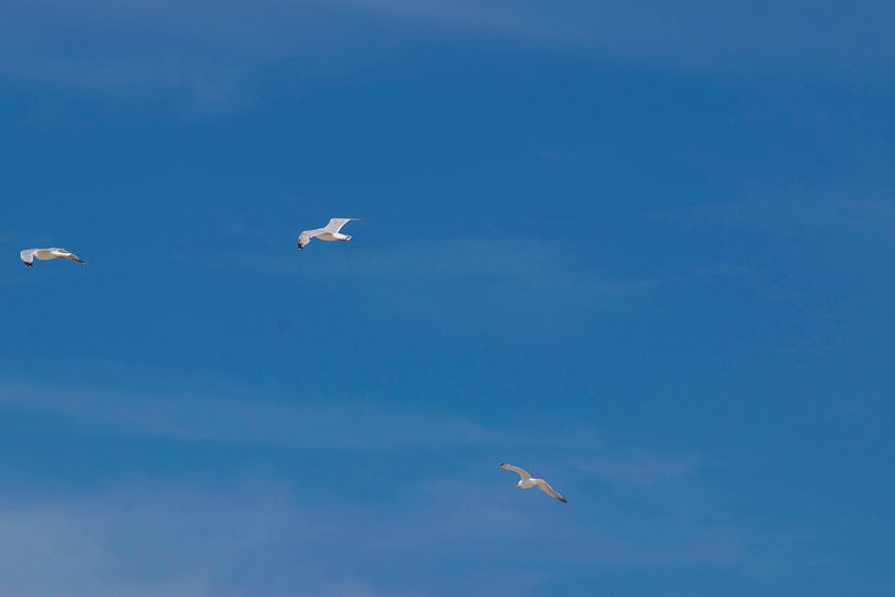 Seagulls par Remco Mange