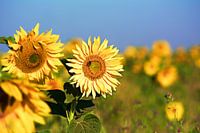 Sonnenblume