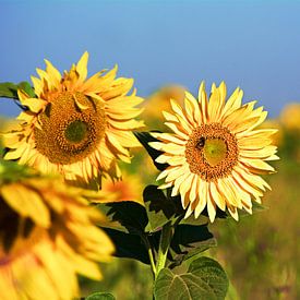 Sonnenblume von Reinhardt Dallgass