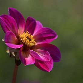 Eenzame roze bloem van Lizet Wesselman