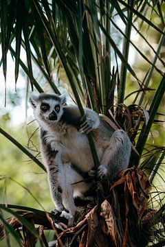 Lémurien à queue annulaire dans un palmier