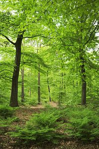 Forêt de hêtres verts