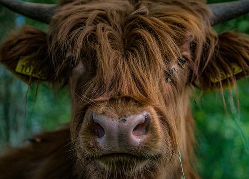 Close up Schotse Hooglander Vlaardingen