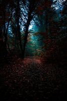 A forest path