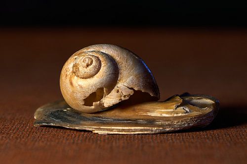 Trouvé sur la plage ...
