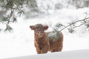 Kalf in het bos van Laura Vink