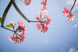 Frangipani roze bloemen tegen een blauwe hemel van Esther esbes - kleurrijke reisfotografie