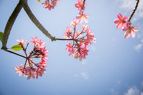 Frangipani roze bloemen tegen een blauwe hemel