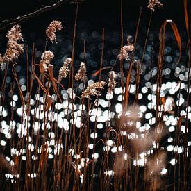 Planten met zonnestralen van Mustafa Kurnaz