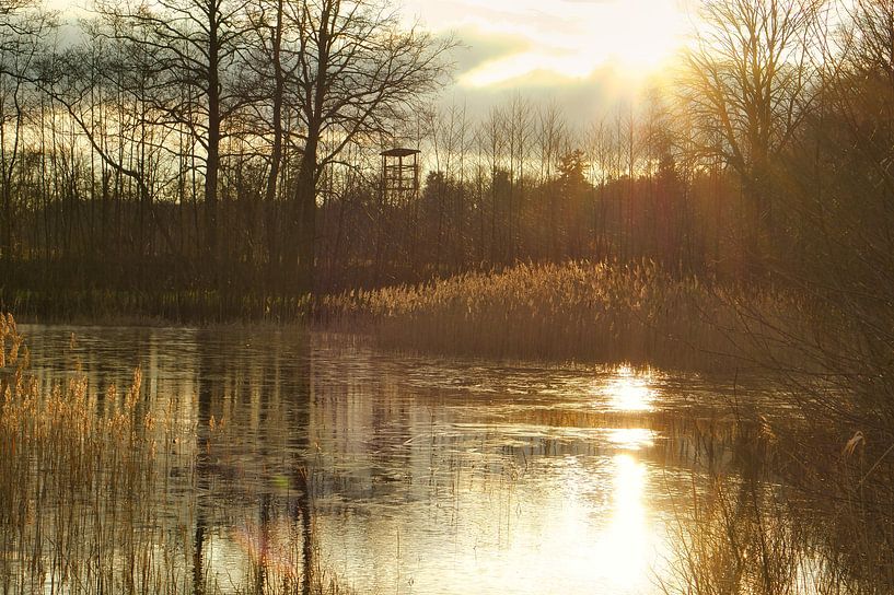 Ein zugefrorener See mit einem Blässhuhn im eisfreien Bereich. Bäume am Ufer und Schilf im See. von Martin Köbsch