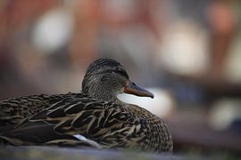 Duck in the harbour by Handgemaakt in Bunschoten