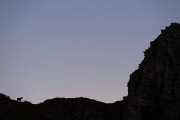 Zeem (Rupicapra rupicapra), silhouet, silhouet van een gems op een bergrug in de vroege ochtend, wil