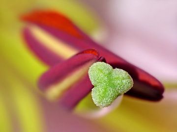 Colors of the Heart (Lelie in Close-up) van Caroline Lichthart