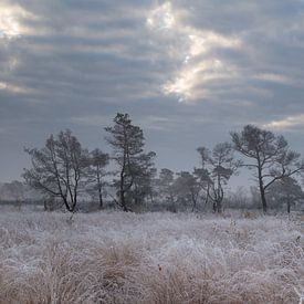 Winter im Moor von Theo Bauhuis