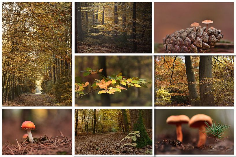 Herbst-Collage von John Leeninga