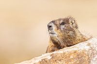 marmot