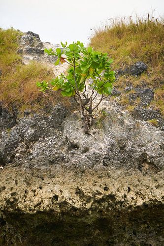 Arbre poussant sur le rocher