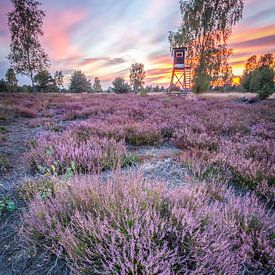 *** HEIDE*** van Markus Busch