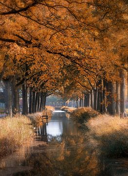 Laaghangende takken boven een kanaal.