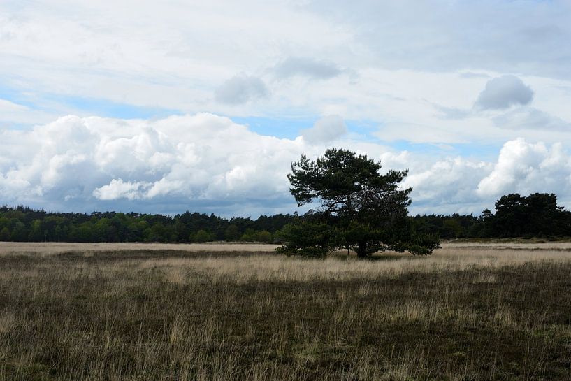 Een grove den op een vlakte met een wolkenlucht van Gerard de Zwaan