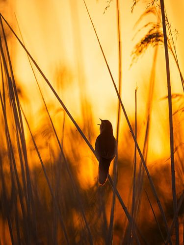 Snor in het avondlicht