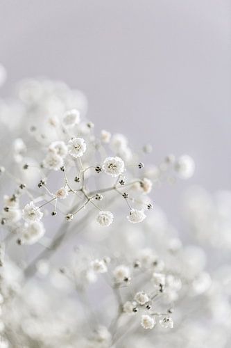 Fleurs « White Breath »