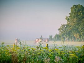 Cows in a pasture by Martijn Tilroe
