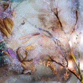 Fleurs dans la glace | Cycle de vie | Photographie Fine Art sur Nanda Bussers
