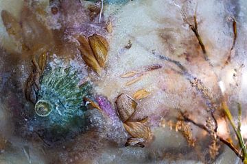 Fleurs dans la glace | Cycle de vie | Photographie Fine Art