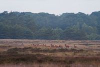 Red deer near Uddel, Veluwe