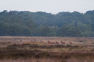 Rothirsch bei Uddel, Veluwe