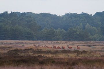 Cerf rouge près de Uddel, Veluwe sur Evert Jan Kip