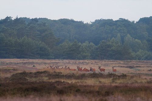 Edelherten bij Uddel, Veluwe