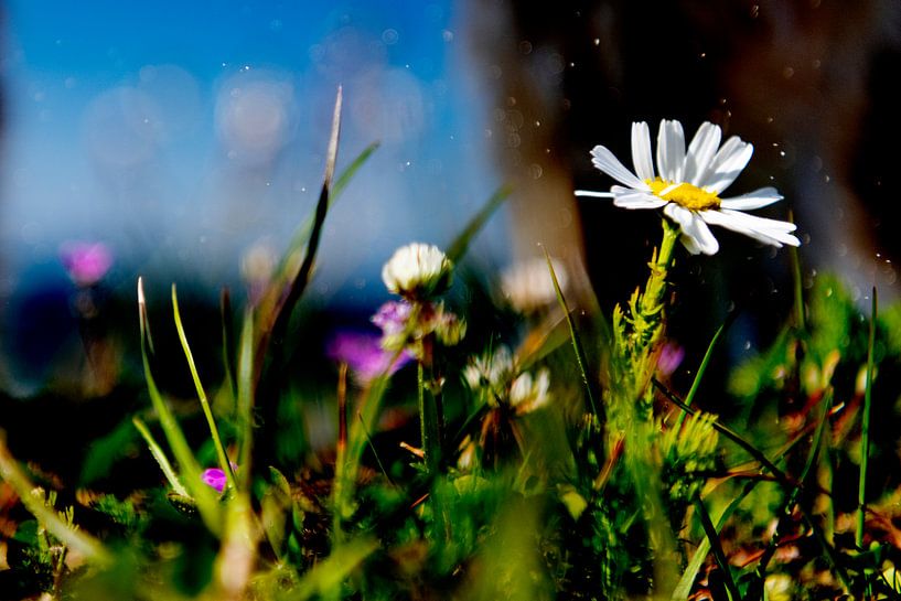 simple flower van Petra Slingenberg