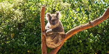 Koala in tree by Stefan Havadi-Nagy