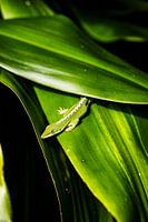 Een groene vriend in Kona | Hawaï