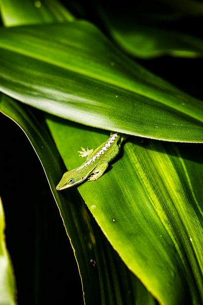 Een groene vriend in Kona | Hawaï van Teuntje Fleur