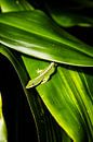Een groene vriend in Kona | Hawaï van Teuntje Fleur thumbnail