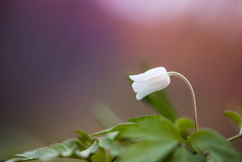 Witte klaverzuring Macro van Michel Nicolaes