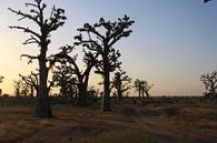 Baobabs bij zonsondergang by Mr Greybeard thumbnail