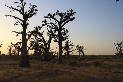 Baobabs bij zonsondergang