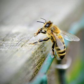 Honigbiene von A VH