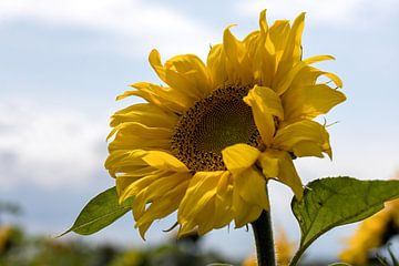 A brilliant sunflower on a summer day by W J Kok