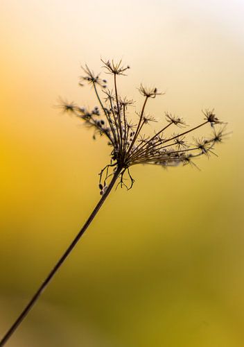 HERBSTRANKE van Jürgen Schneider