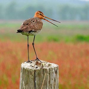 Barge à queue noire (Limosa limosa) sur Ger Veuger