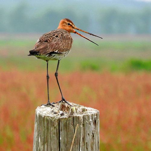 Black-tailed godwit (Limosa limosa) by Ger Veuger