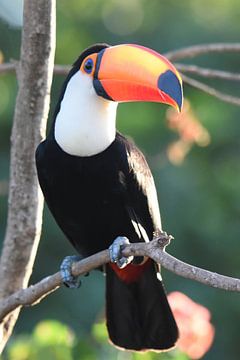 Reuzentoekan (Ramphastos toco) van Rini Kools