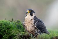 Wanderfalke, Porträt, Nahaufnahme, in Ruhe